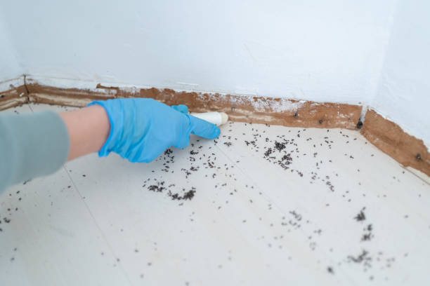 Best Local Pest Control Services  in Layhill, MD